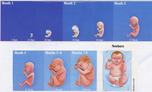 Календарь беременности: как растет ребенок?